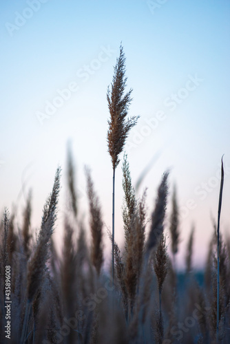 reeds on the background of the sunset ned