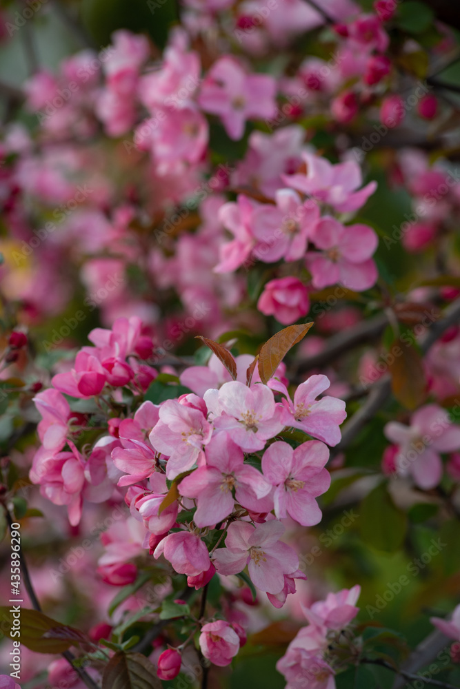 blooming apple tree blooming apple tree