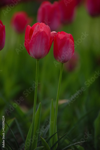 blooming tulips in the park