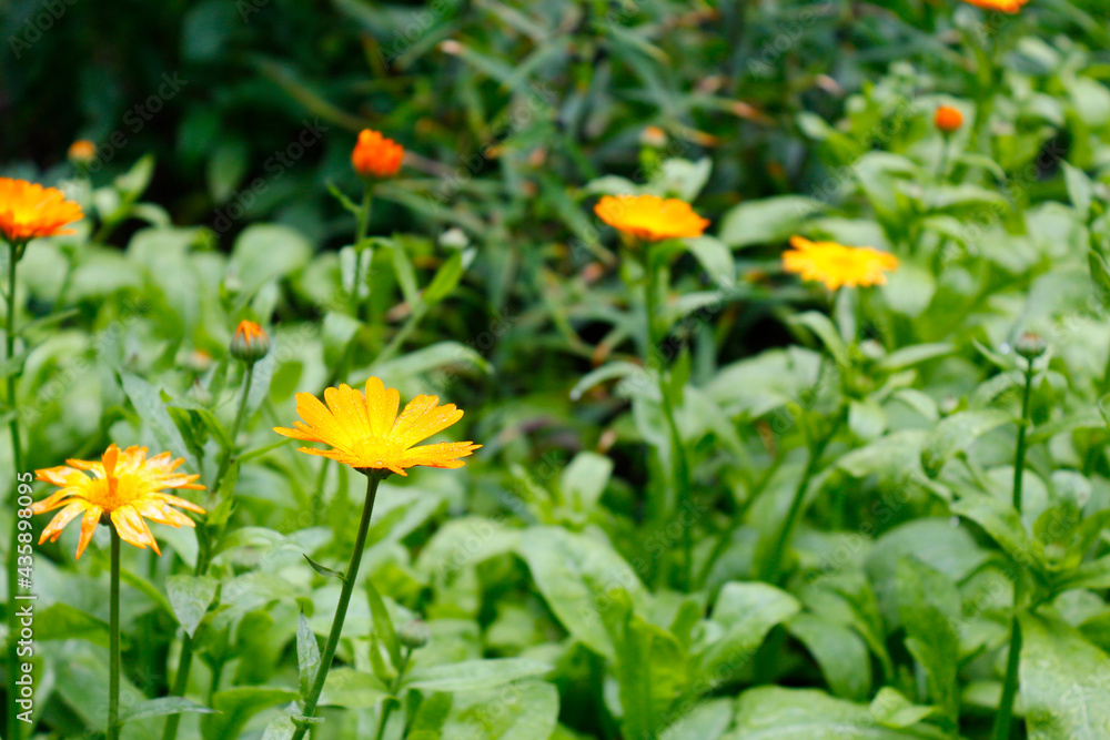 Bright beautiful orange flowers on a background of green grass Bright beautiful orange flowers on a background of green grass