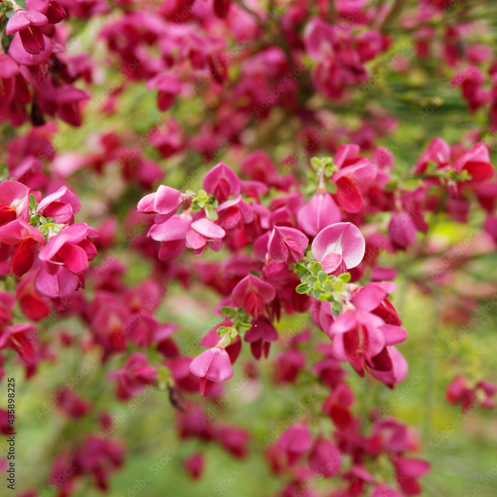 Genêt à balais 'Boskoop Ruby' (Cytisus scoparius). Petit arbuste ornemental aux grappes de fleurs rouge rubis de forme papilionacée sur des tiges souples aux feuilles étroites peu nombreuses Genêt à balais 'Boskoop Ruby' (Cytisus scoparius). Petit arbuste ornemental aux grappes de fleurs rouge rubis de forme papilionacée sur des tiges souples aux feuilles étroites peu nombreuses