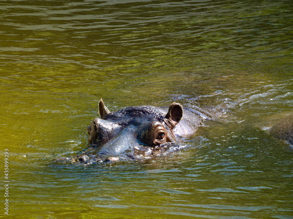 Płynący hipopotam - obrazy, fototapety, plakaty 