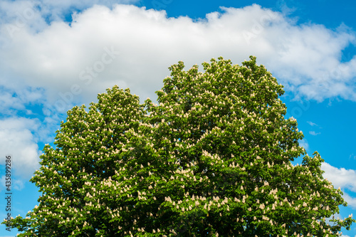 Spring scenery  nloomimg chestnut on blue sky clouds background