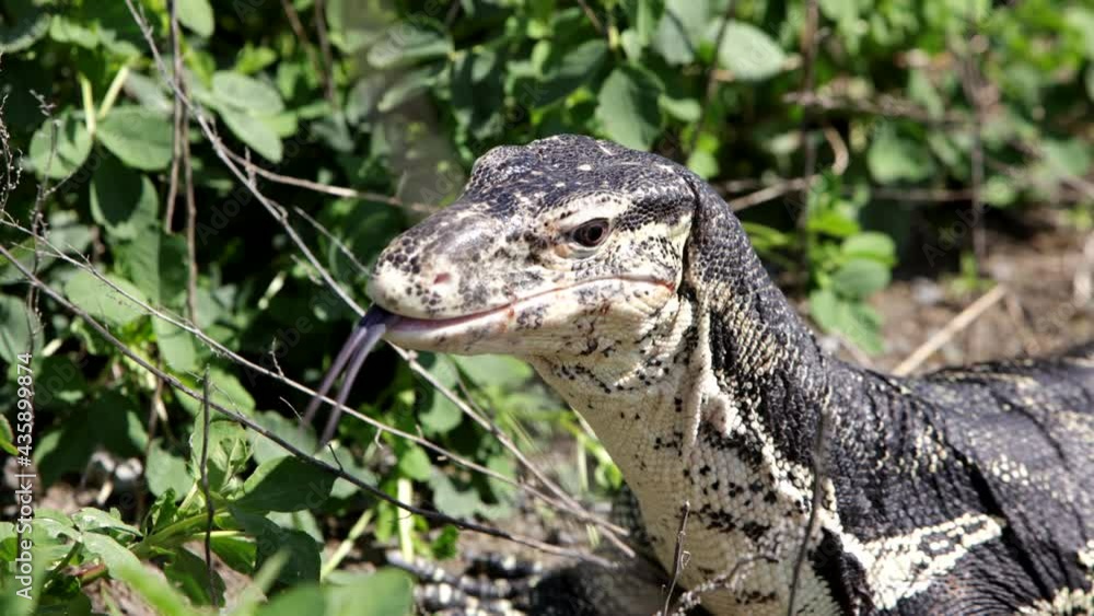 Asian water monitor in forest tongue slow motion Asian water monitor in forest tongue slow motion