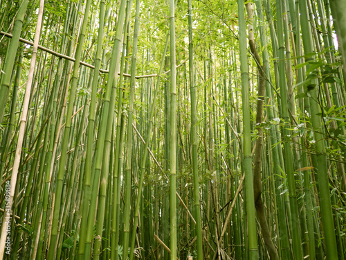 Las bambusowy