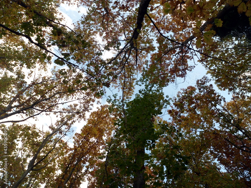 Obraz premium Golden autumn