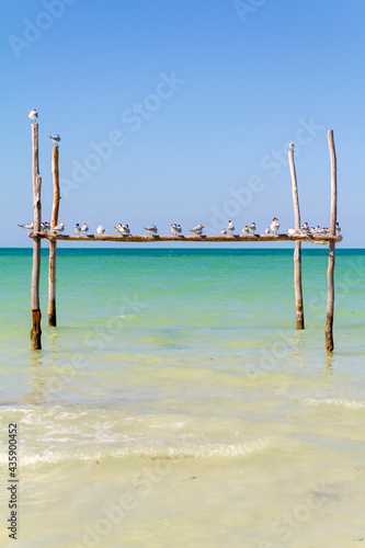 Pajaro, Ave o Bird en la isla de Holbox, estado de Quintana Roo, peninsula de Yucatan, pais de Mexico o Mejico
