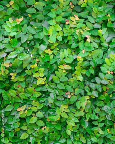 Small Green Leaves Pattern Background © danflcreativo