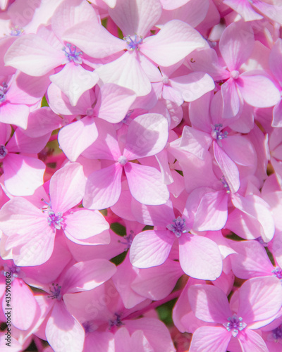 Petit Bright Violet Flowers