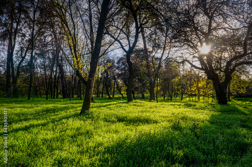 tree in the field