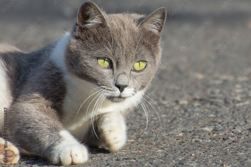 A beautiful gray cat with green eyes looks into the camera. An active lifestyle of pets. A beautiful gray cat with green eyes looks into the camera. An active lifestyle of pets.