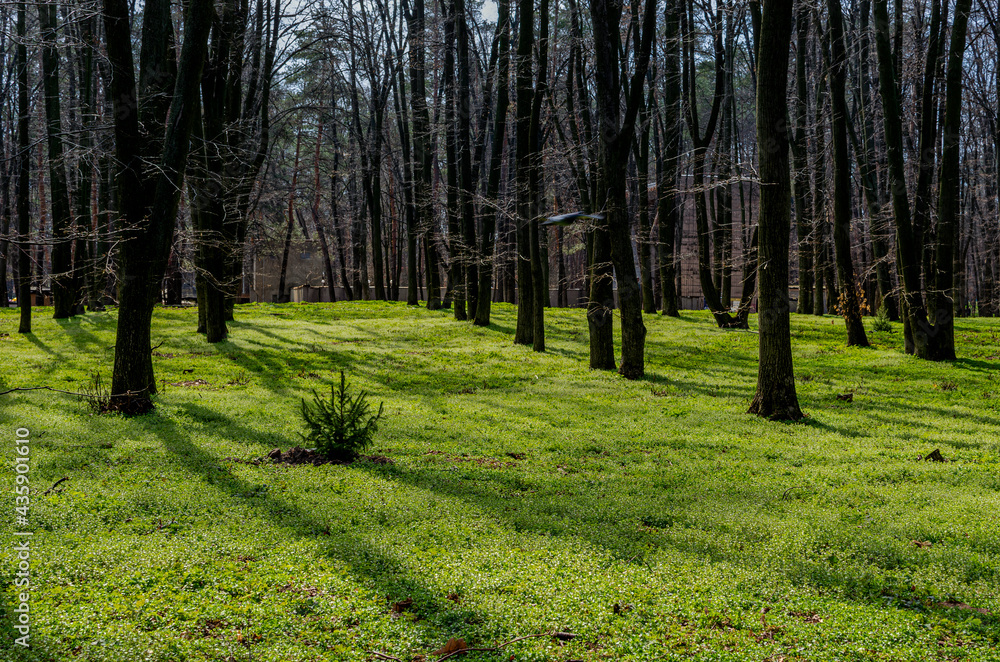 Fototapeta premium forest in spring