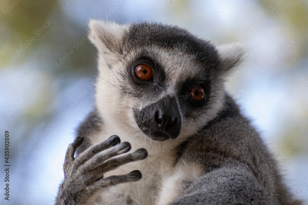 Obraz premium ring lemur