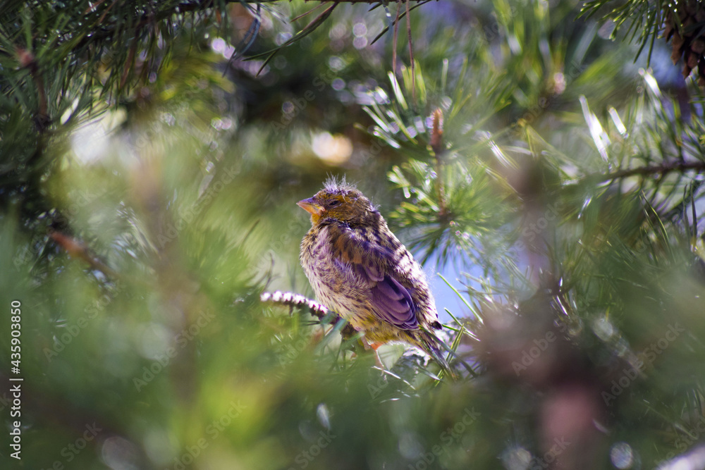 Greenfinch  nestling (lat.Cloris chloris). The fluffy little baby is waiting for parents and food. Hiding in the thorny branches of a pine tree.