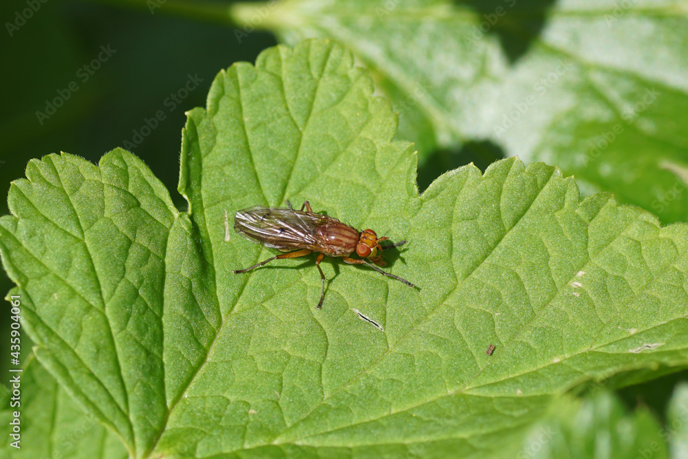 Marsh fly, snail-killer spec, Tetanocera spec. Family Sciomyzidae. On a leaf of a redcurrant in a Dutch garden. Spring, May, Netherlands. Marsh fly, snail-killer spec, Tetanocera spec. Family Sciomyzidae. On a leaf of a redcurrant in a Dutch garden. Spring, May, Netherlands.
