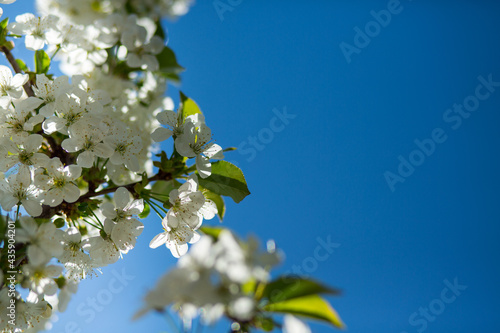 Lush cherry blossoms against the blue sky