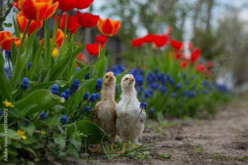 Fotografie Two chickens stand in the garden among many primroses - marsh marigold, red tuli
