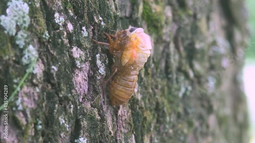 time lapse of 17-year periodical cicada nymph molting on the side of a tree during the 2021 emergence.  photo