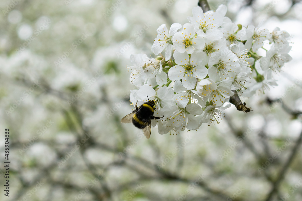 bee on white flower closeup spring summer bloom blossom garden forest honey