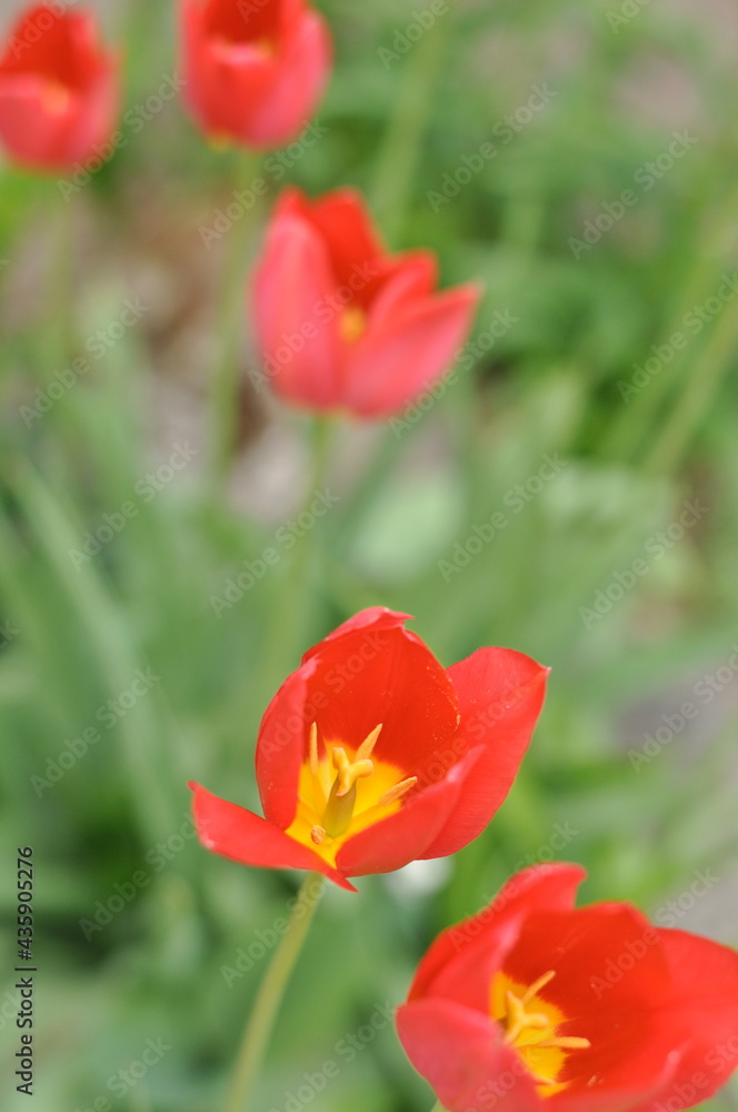 red tulips in the garden red tulips in the garden