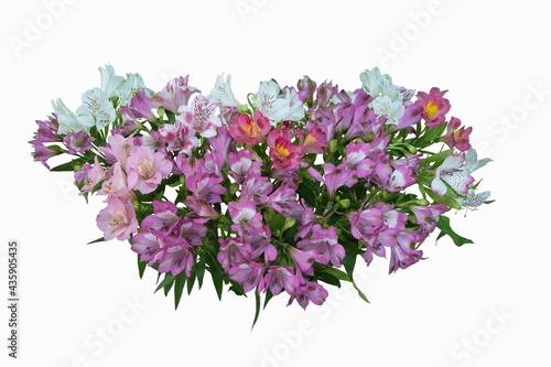 A bouquet of pink and purple Peruvian lily 