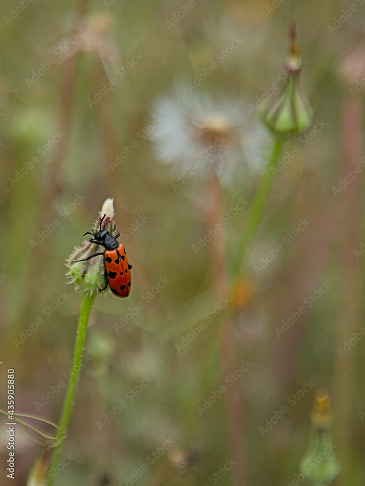 insecte rouge à points noirs_#1 insecte rouge à points noirs_#1