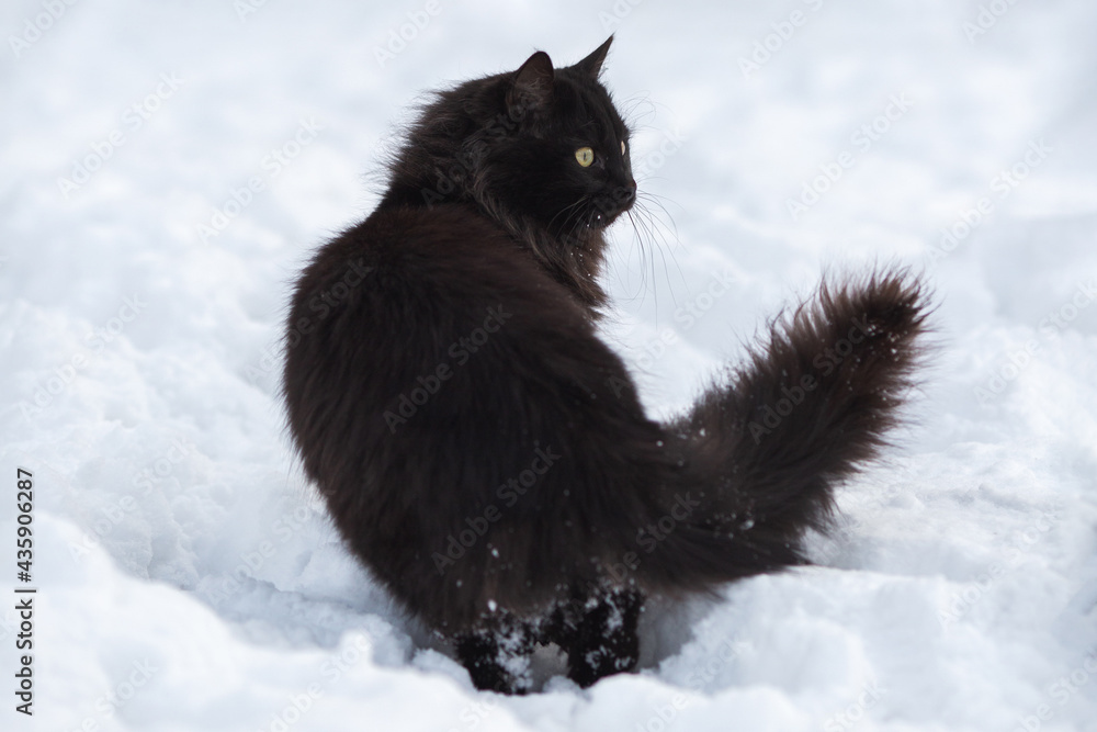 Winter's Purr: Cute Street Cat in the Deep Snow