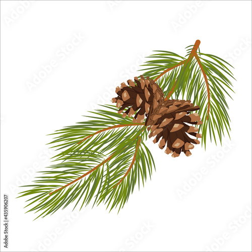 Vector Christmas tree branches with cones. Green lush spruce branch. Pine branches. Isolated illustration in vector format.