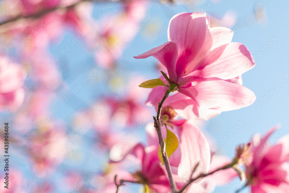 Obraz premium Magnolia blossoms close up abstract background