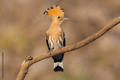 Hoopoe close up portrait on the branch blurred background © Andrii