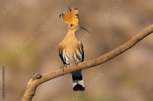 Feathered Elegance: Detailed Close-Up of a Hoopoe © Andrii