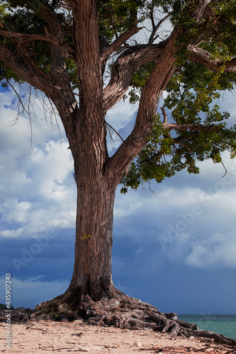 lush old tall tree by the sea before the storm © Alevtina