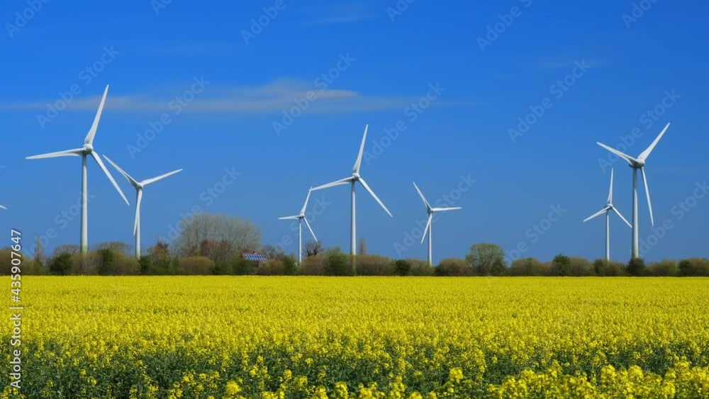 Yellow rapeseed field panorama with wind turbine or wind wheels. Yellow rapeseed field panorama with wind turbine or wind wheels.