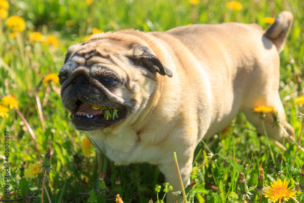 Pug dog in a green spring meadow eat dandelion