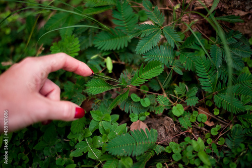 Photography Mimosa pudica plant that closes its thin leaves when touched