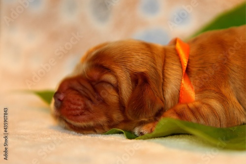 Amazing, newborn and cute Eglish Cocker Spaniel puppy detail. photo