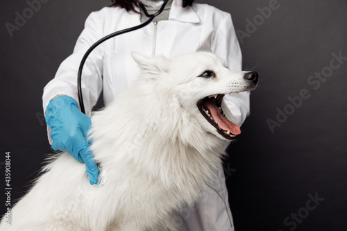 Veterinarian with stethoscope cheks the white dog on table. Pet care theme photo