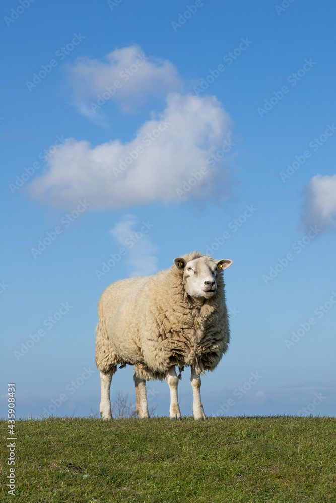 Schaf am Deich, Himmel, Wolken Schaf am Deich, Himmel, Wolken