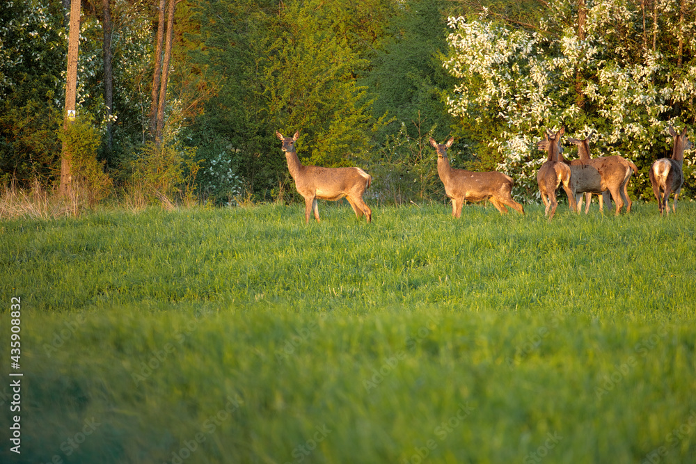 A herd of deer on the meadow