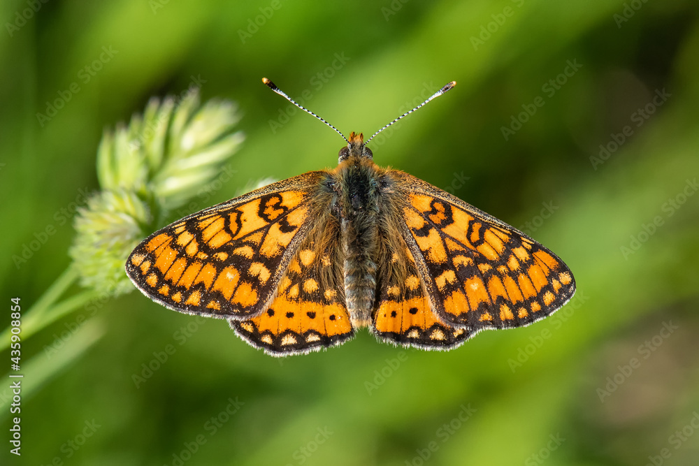Nymphalidae / Nazuğum / / Euphydryas aurinia Nymphalidae / Nazuğum / / Euphydryas aurinia