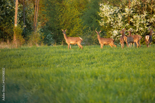 Obraz na płótnie A herd of deer on the meadow w salonie