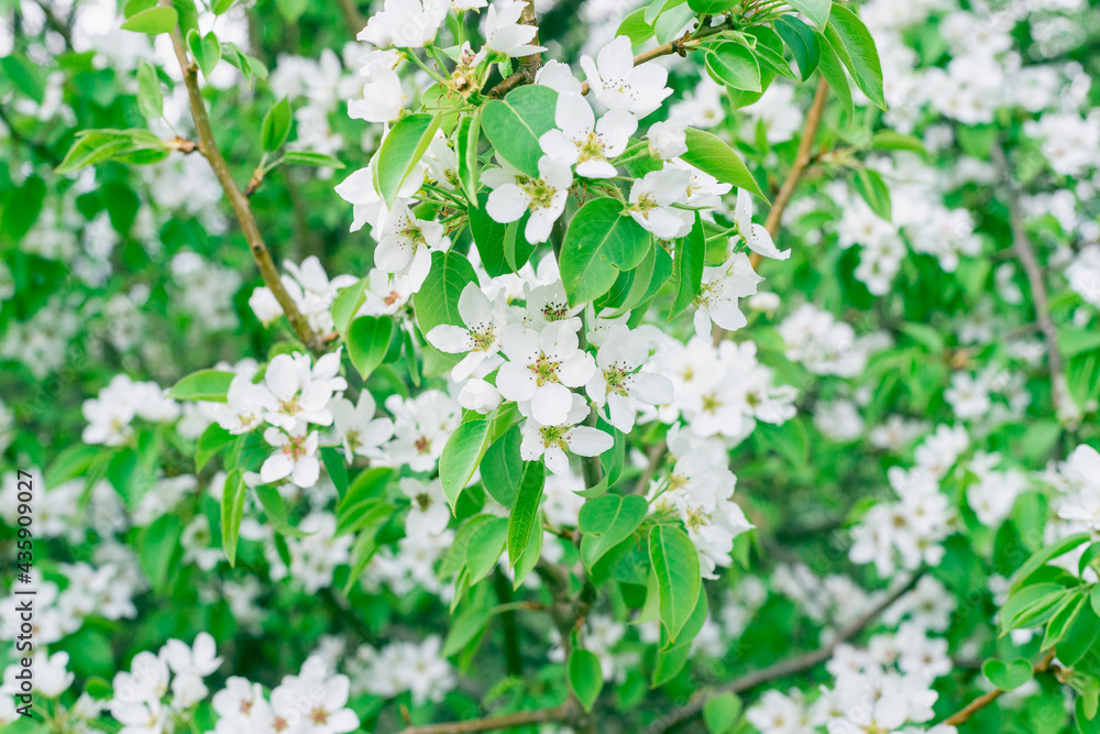 Blooming trees in the spring forest.