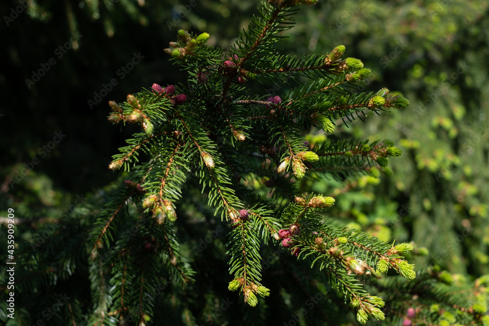 Spruce shoots. Fresh green spruce tips are new spring growths at the end of a branch. Rich in vitamin C. Spruce shoots. Fresh green spruce tips are new spring growths at the end of a branch. Rich in vitamin C.
