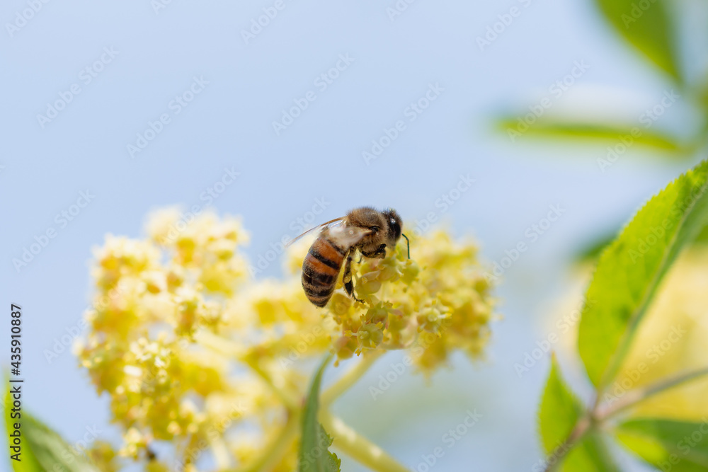 A bee flew to a flowering bush. A bee flew to a flowering bush.