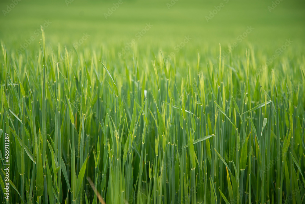 Lush spring wheat grass field