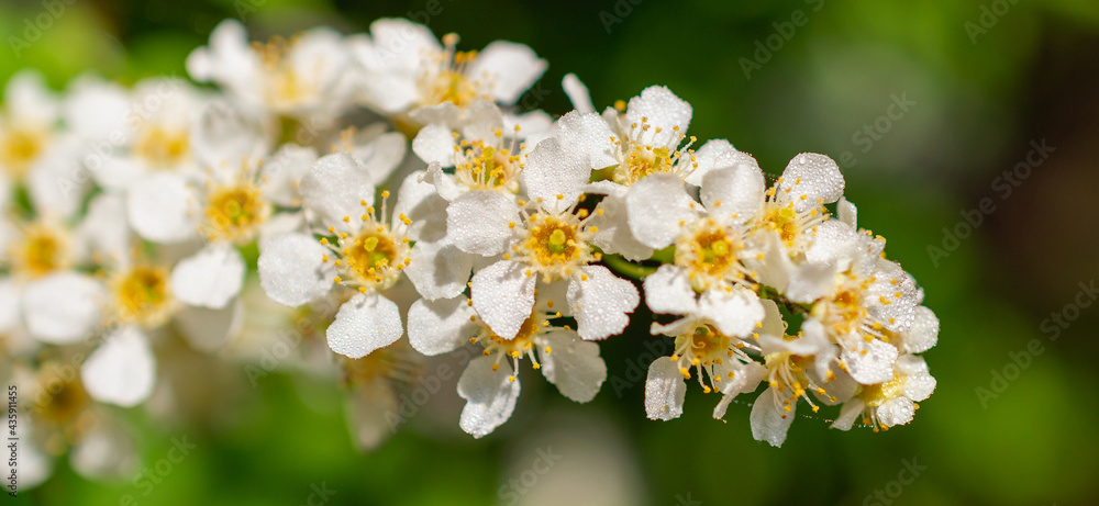 Bird cherry flowers in the forest. Bird cherry flowers in the forest.