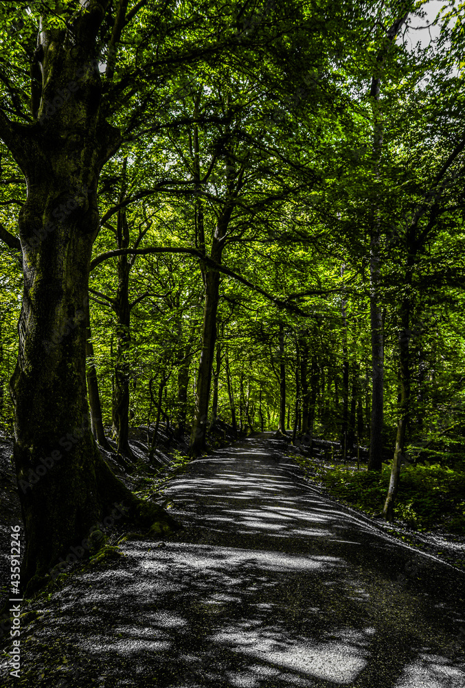 a forest path with sunbeams reflections on the ground in green color key style a forest path with sunbeams reflections on the ground in green color key style