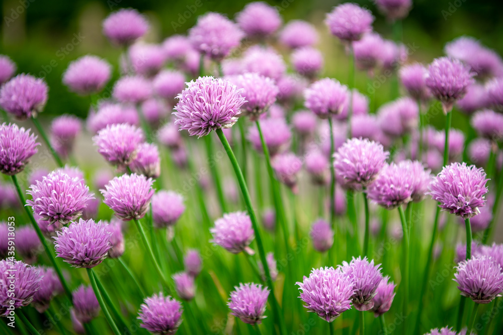 Schnittlauch - Allium schoenoprasum - chives - ciboulette - Schnittlauchblüten