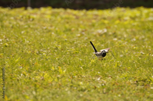 bee on the grass © Сергей Зудин