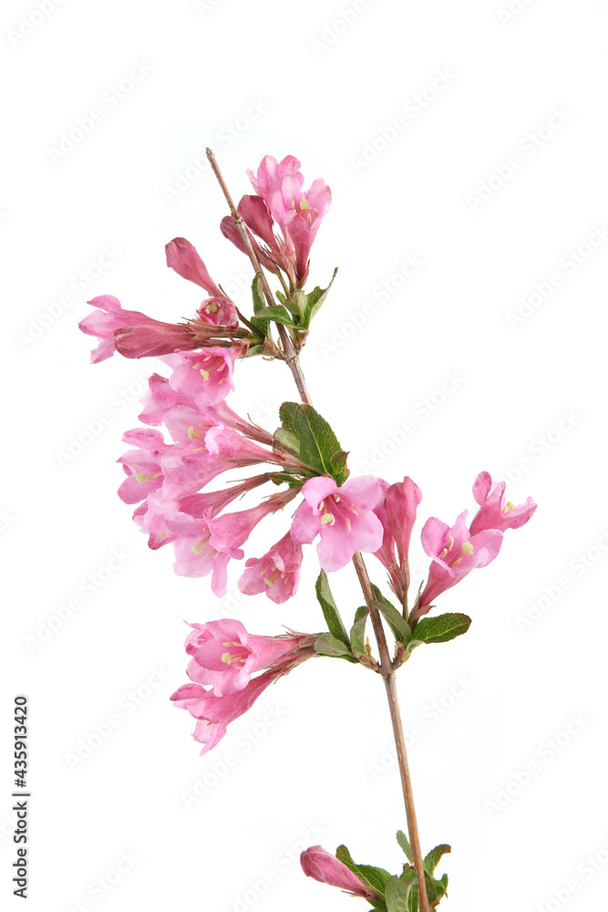 Weigela branch isolated on white background. Blooming flowers of weigela florida shrub in spring Weigela branch isolated on white background. Blooming flowers of weigela florida shrub in spring